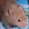 Photo de Ginger