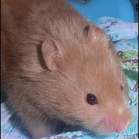 Photo de profil de Ginger