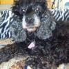 Photo de Cookie