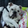Photo de Roxy