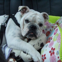 Photo de profil de Roxy