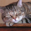 Photo de Mimosa