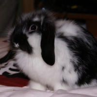 Photo de profil de Luna
