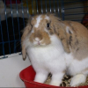 Photo de Noisette