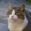 Photo de Berlioz