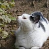 Photo de Choupinette