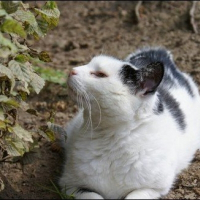 Photo de profil de Choupinette