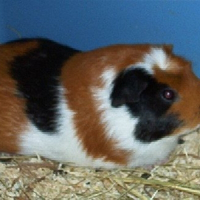 Photo de profil de Altesse