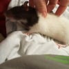 Photo de Scrat