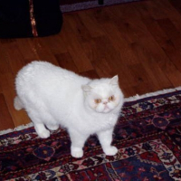 Photo de profil de Bamboo