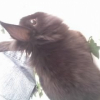 Photo de Chipie