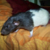 Photo de Doowi