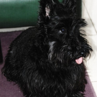 Photo de profil de Chipie
