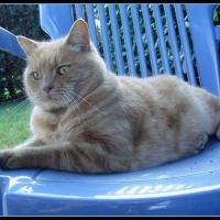 Photo de profil de Pachou