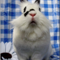 Photo de profil de Lisa