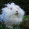 Photo de Praline