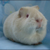 Photo de Hermine