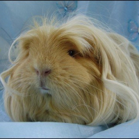 Photo de profil de Blés doré