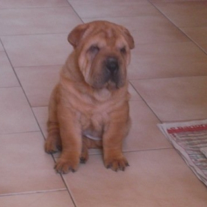 Photo de profil de Dimple