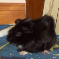 Photo de profil de Pastis