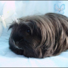 Photo de Cachou