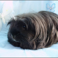 Photo de profil de Cachou