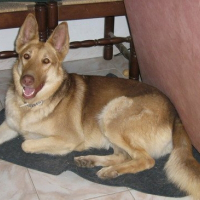 Photo de profil de Dixie