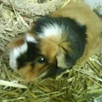 Photo de profil de Jilolingo