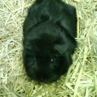 Photo de profil de Crevette