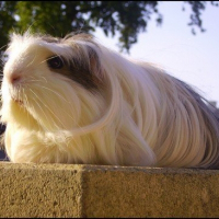 Photo de profil de Délice