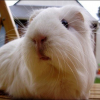 Photo de Speedy