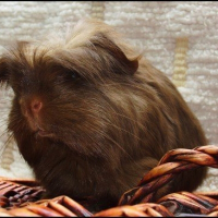 Photo de profil de Anastasiaa