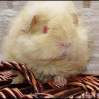 Photo de profil de Chloé
