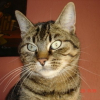 Photo de Kitty