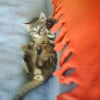 Photo de Biscotte