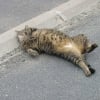 Photo de Réglis, American Bobtail