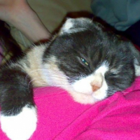 Photo de profil de Lola
