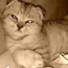 Photo de Casimir