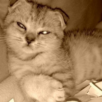 Photo de profil de Casimir