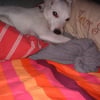 Photo de P'tite pouf 