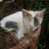 Photo de Pepsouille
