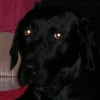 Photo de Teddy