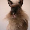 Photo de Hercule