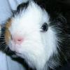 Photo de Hector