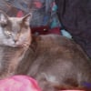 Photo de Twysti, Chartreux