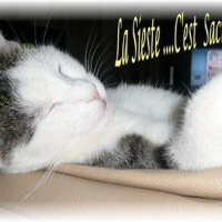 Photo de profil de Frimousse