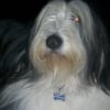 Photo de Bambou