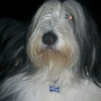 Photo de profil de Bambou