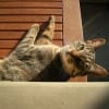 Photo de Nala