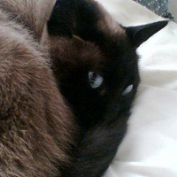 Photo de profil de Moon